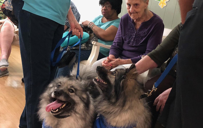 A visit from therapy dogs.