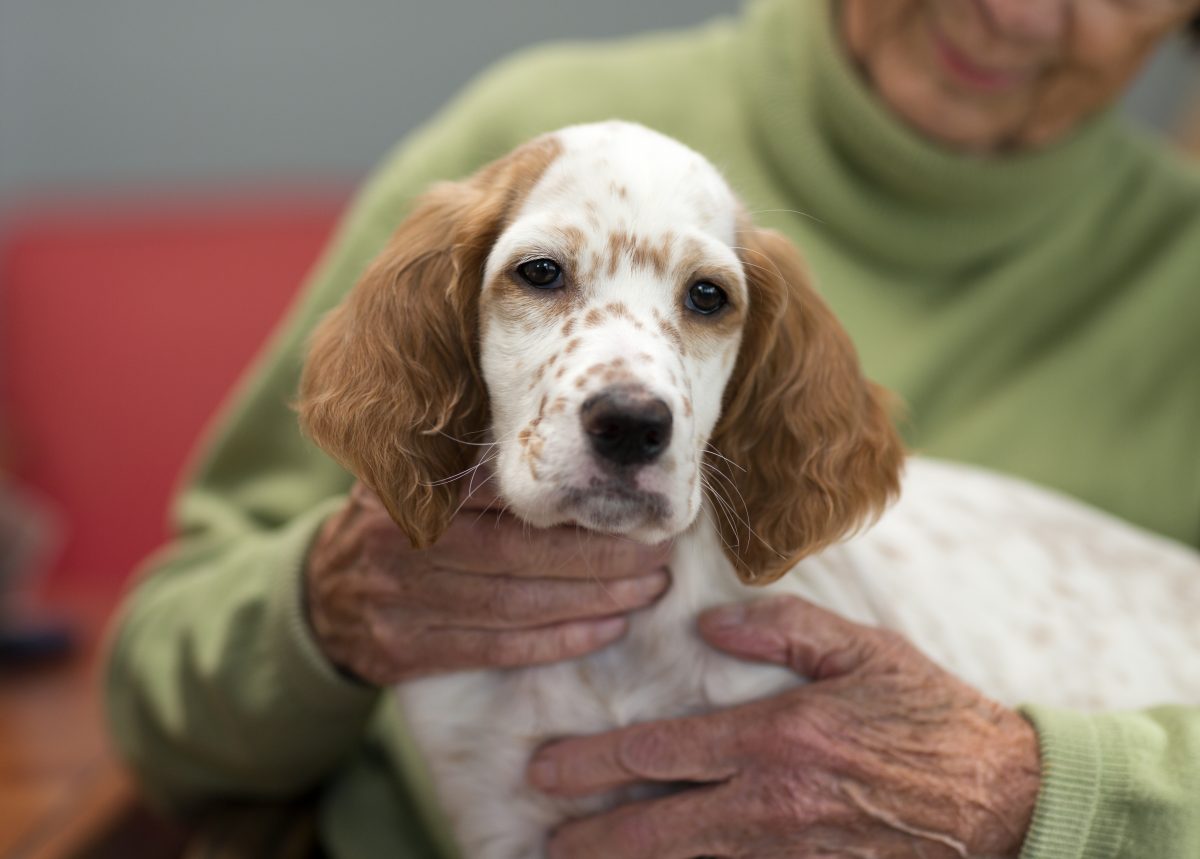 The Benefits of Pet Therapy for Senior Citizens